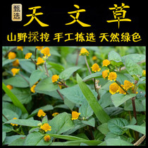 Golden Button Freshly Picked Chaoshan Green Herbal Medicine Astronomical Grass Umbrella Grass Spandiannia Golden Button Rhubarb Vallisneria