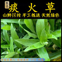 Freshly picked Chaoshan green herbal medicine phlegm fire grass pig tooth white bamboo white orchid cancer grass knotted grass wafer