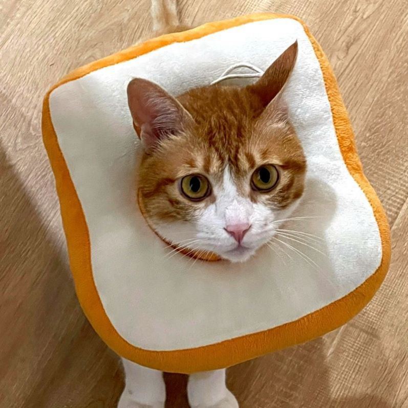 Elizabeth circle kitten Fadou Corgi sterilization anti-licking anti-scratch protective headgear dog collar shame collar set