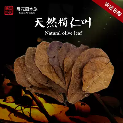 Lanlian leaf natural acid-lowering water quality South American primary tank