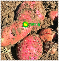 INNER Mongolia RED potatoes 20 years after the new listing flag red skin yellow flesh sand potatoes 5000G