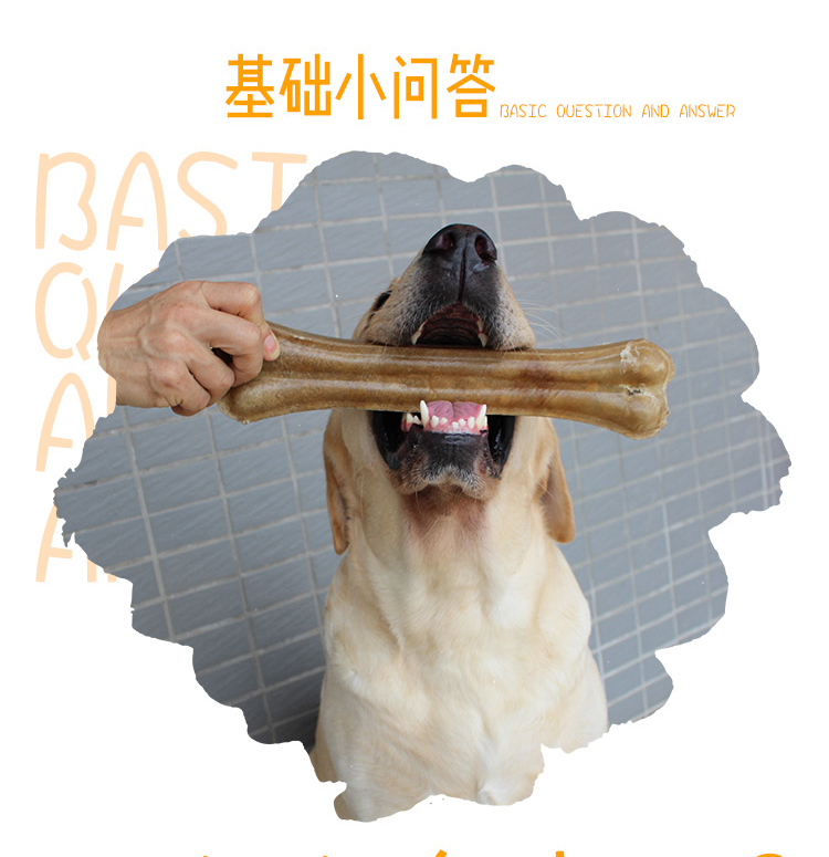 Chó, bò, xương, răng hàm, đồ ăn nhẹ cho chó, chó con, răng, răng, que, tóc vàng, labrador, đồ ăn nhẹ, nhai cám royal canin
