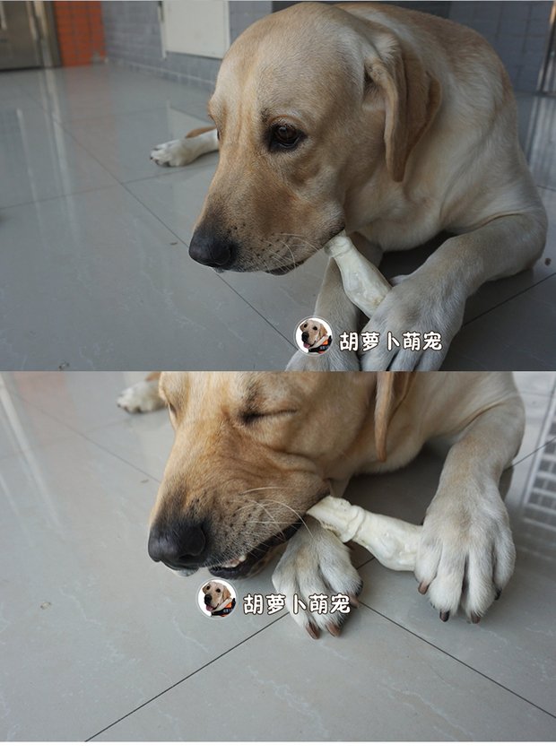 1 kg chó tải đồ ăn nhẹ lớn lambshoe labrador chó tha mồi vàng chó con thanh mol tự nhiên vừa và lớn chó cắn canxi - Đồ ăn vặt cho chó hạt smartheart