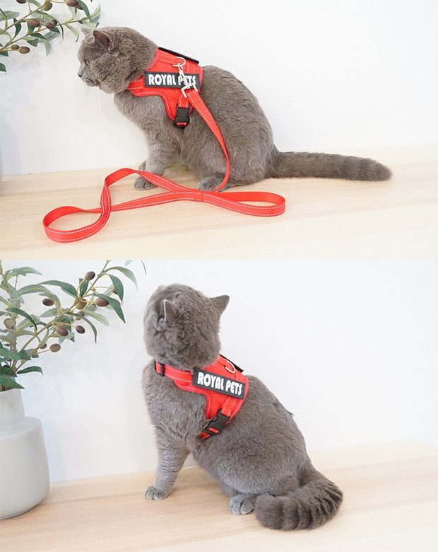 Dây chống mèo dây xích mèo dây đeo mèo bé 栓 mèo chuỗi mèo chuỗi Teddy nhỏ chó mèo dây mèo cổ áo vest - Cat / Dog hàng ngày Neccessities 	bát ăn đôi cho chó	