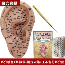 Ear Acupoints Ear Model Ear acupoints Ear Bean Paste with Ear Sticking to Bean Pressure King Without Row Seeds Sticking to Ear Sticker