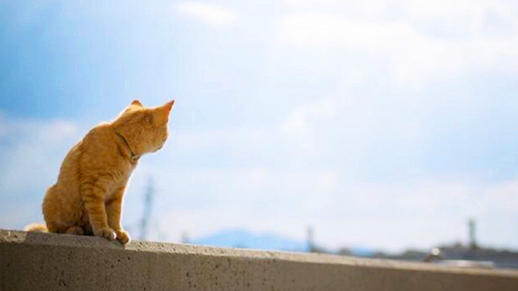 猫咪是爱晒太阳 但并不爱被太阳烤 懂得