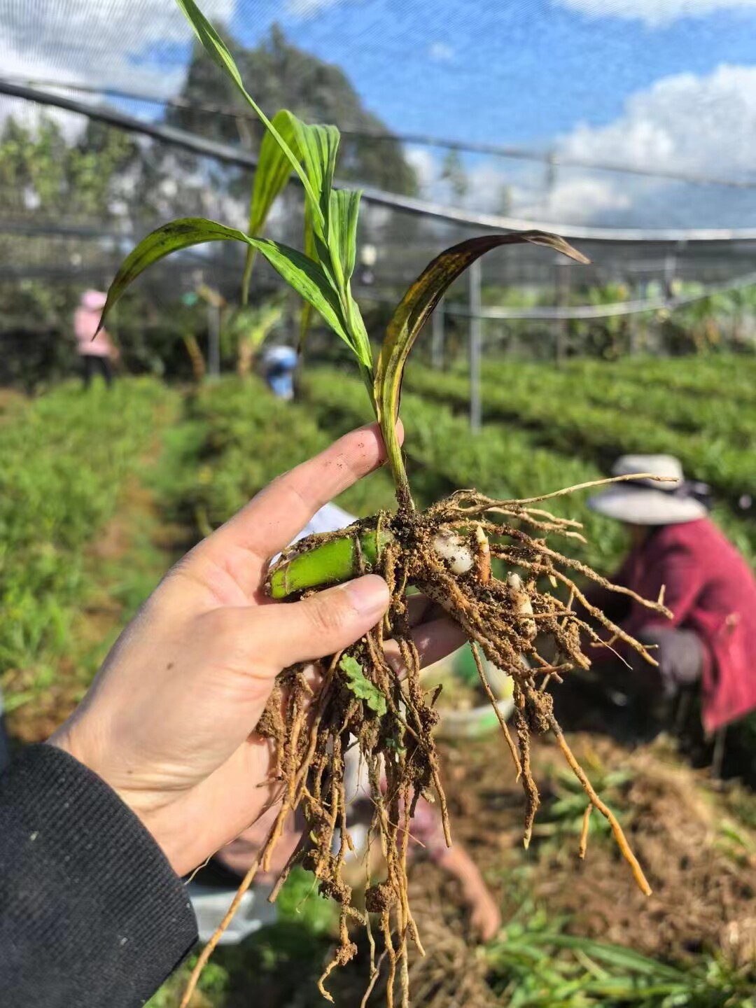 瑞泽药材种苗合作社
