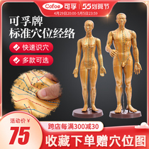 Fulsome Acupuncture Acupuncture Acupoint Human Body Model Medical Dummy body meridians Meridian Teaching Traditional Chinese Medicine Copper man male and female