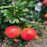 阳洋家 Гидратация красного граната 500 м увлажнение по уходу