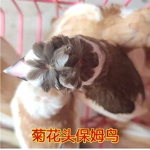 Bird living nanny bird ten sisters Pearl bird live bird pet bird Bird play Bird White Red Eye