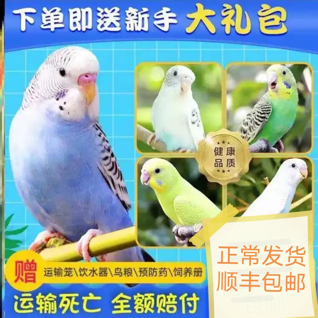 Budgerigar bird live animal bird food can talk hand-raised Xuanfeng pet bird live parrot cloud spot small young bird cage
