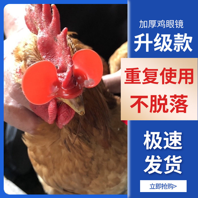 Chicken with proof-pecking chicken glasses wearing chicken eye nonbolt chicken with eye cover turkey rooster thrombolt