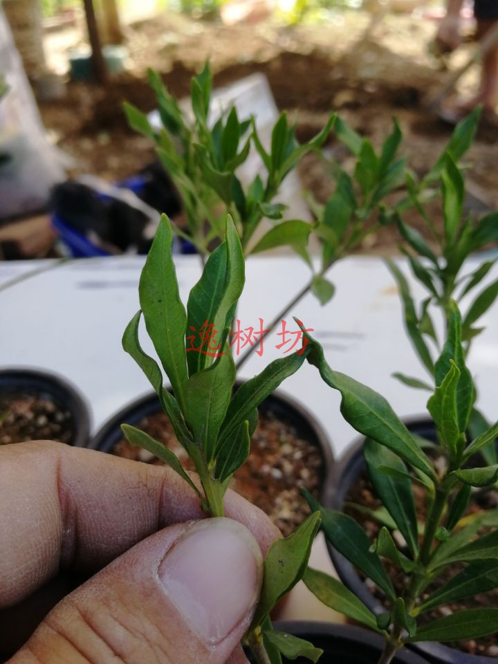 日本喜代誉栀子花苗卷叶燃烧叶栀子花盆景素材苗