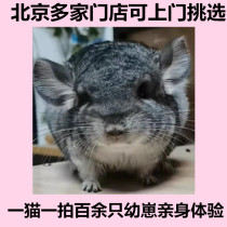 Pet Totoro live creature long hair short hair silver spot marked gray beige cubs can be sent to Beijing door-to-door optional