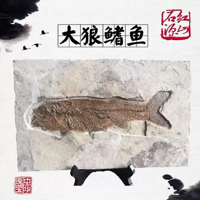 Liaoxi paleobiological fossils, large wolf fin fish fossils, raw stone, strange stone ornaments, gifts, animals and plants