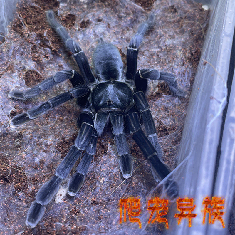 泰黑蜘蛛到底有多凶?纯黑丝绒捕鸟蛛真实揭秘!-蜘蛛-淘宝百科网