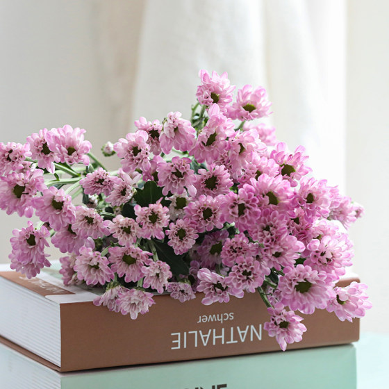 Chrysanthemums, small daisies, flowers, Ping Pong chrysanthemums, Yunnan Kunming base, straight hair, indoor water cultivation, vase flowers, air transport