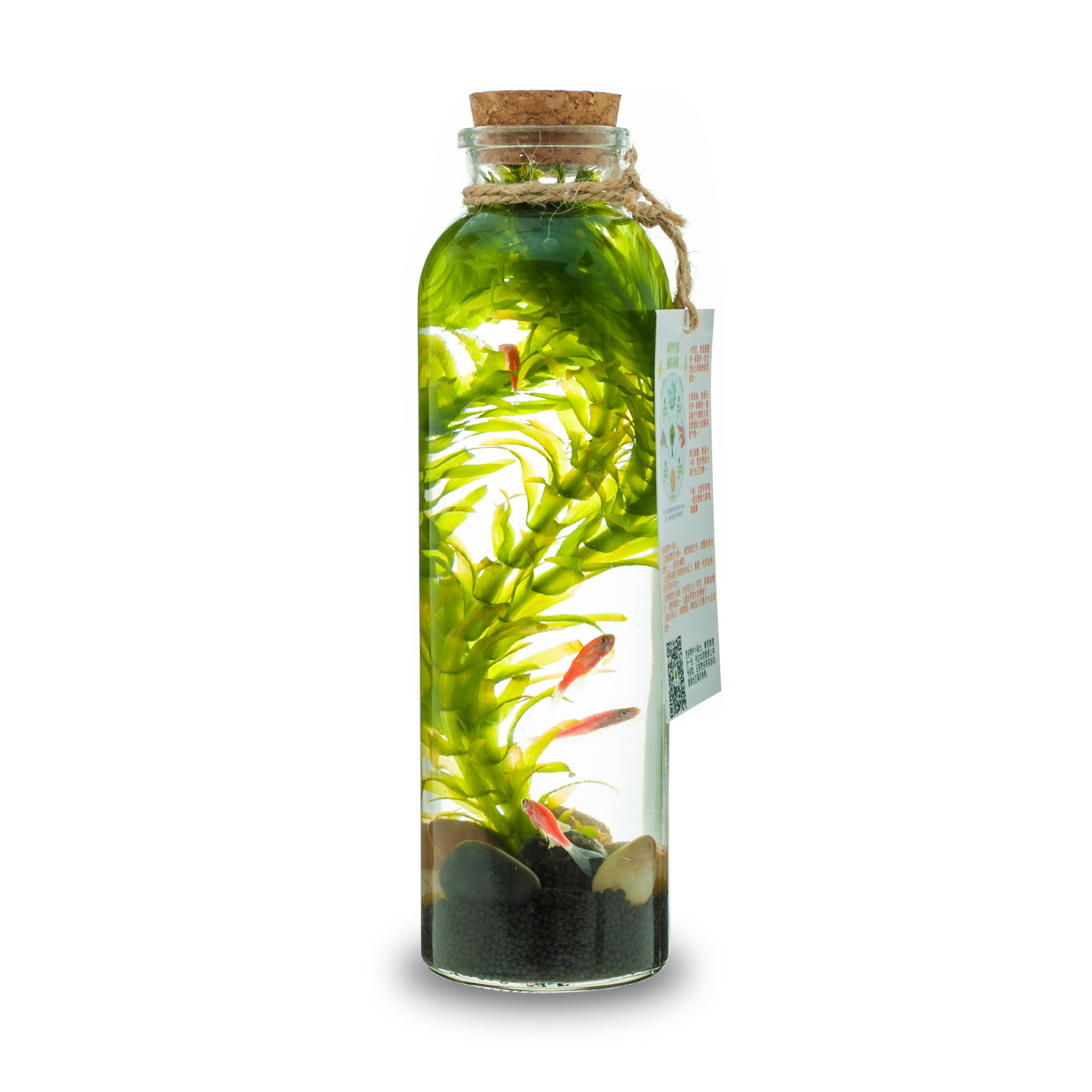 Creative office small aquarium zebrafish microecological bottle free
