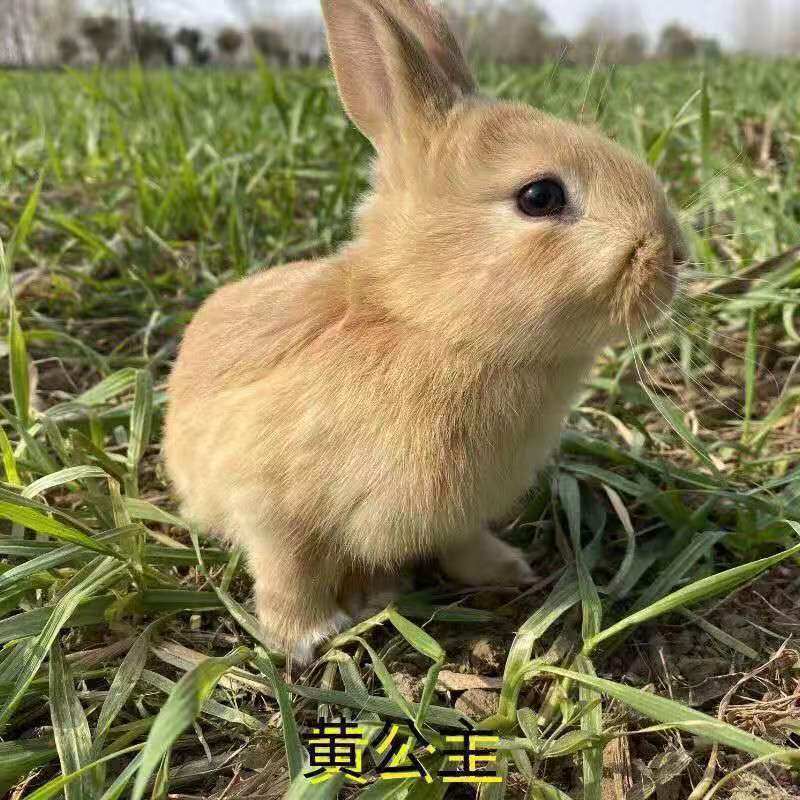 25年必养!兔子活体可食用+家养月月兔小白兔苗推荐避坑指南-兔-淘宝好物网