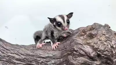 Honey bag Lister primary color hand-raised honey bag