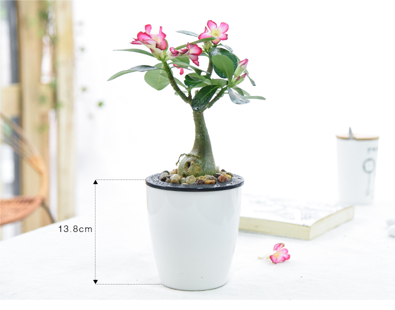 喜艾沙漠玫瑰绿植小盆栽办公室内净化空气绿色