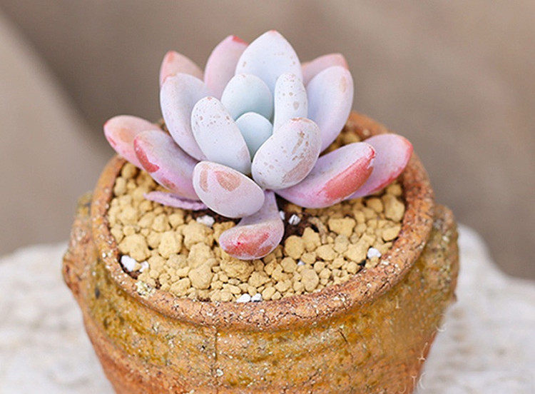 多肉白粉病和白霜分不清 學會分辨很重要 淘寶海外