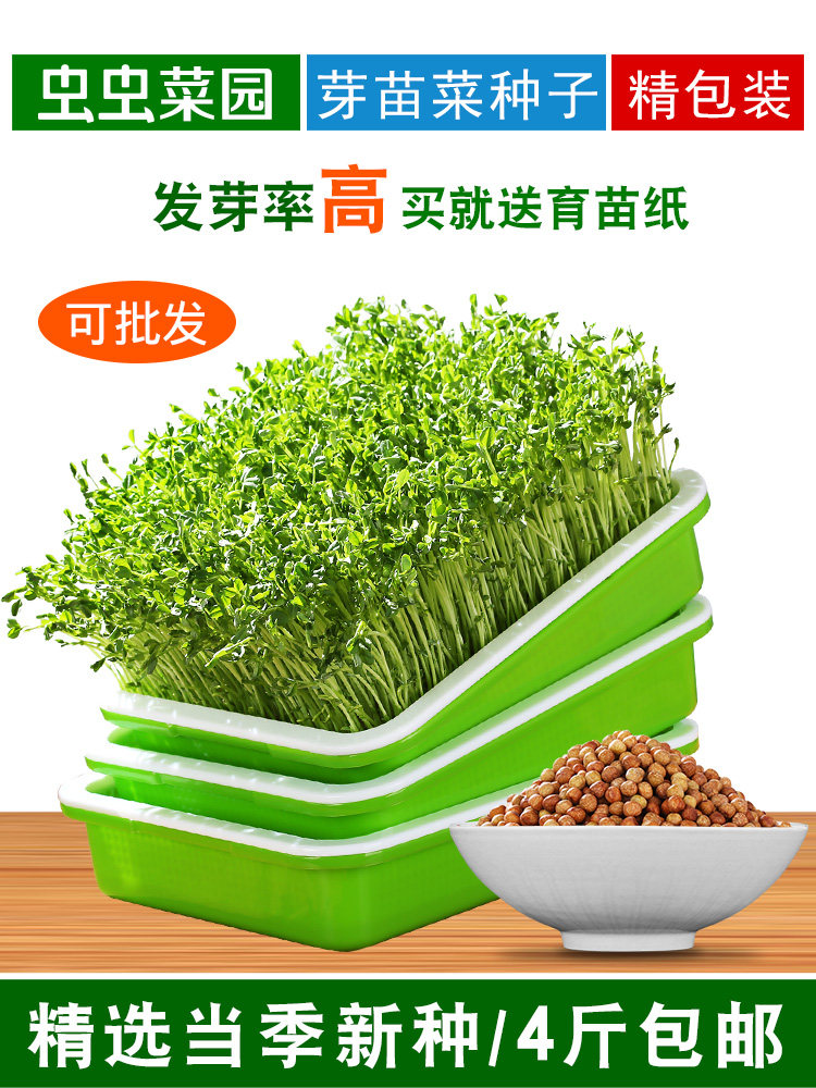 Sprout seedling seed pea seed bean sprout seed hydroponic vegetable barley wheat pine willow pea coriander