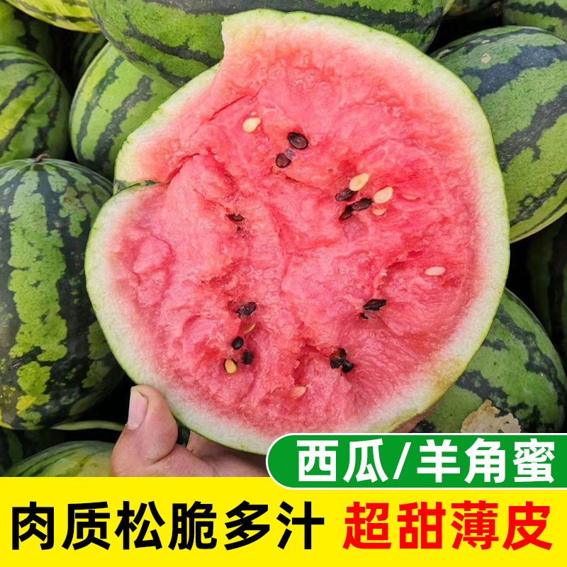 Potted Watermelon Seeds Fruit Seeds Thumb Noodles Melon Melon Pumpkin Green Treasure Croissant Honey Seeds Seedling Large 8424
