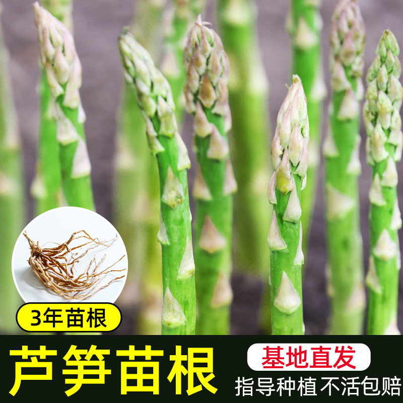 Asparagus Root Seed Asparagus Seed Asparagus Seed Seeds Seeds Seeds Seeds Seeds Seeds No Soil Balcony to Plant Vegetable Pot