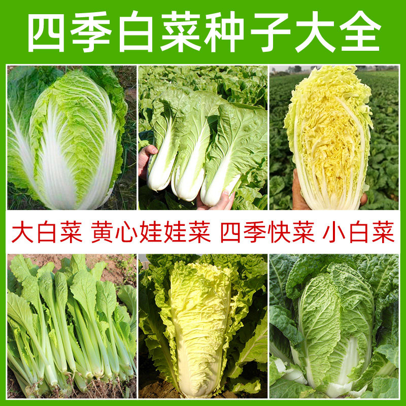 Chinese cabbage seeds Four seasons fast vegetables Spring, summer, autumn and winter Heat-resistant small vegetables Balcony potted soil-cultivated vegetable seeds