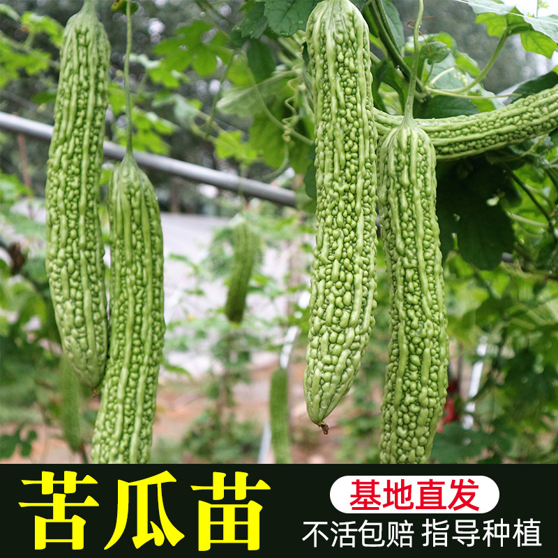 Bitter gourd seedlings special vegetable seedlings large batches of southern balcony vegetable seedlings larvae seedlings spring seeds