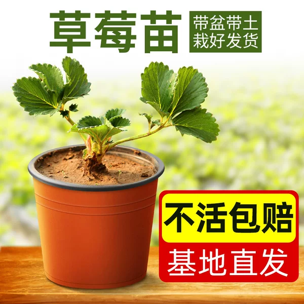 Товары от 毛毛虫童装铺子