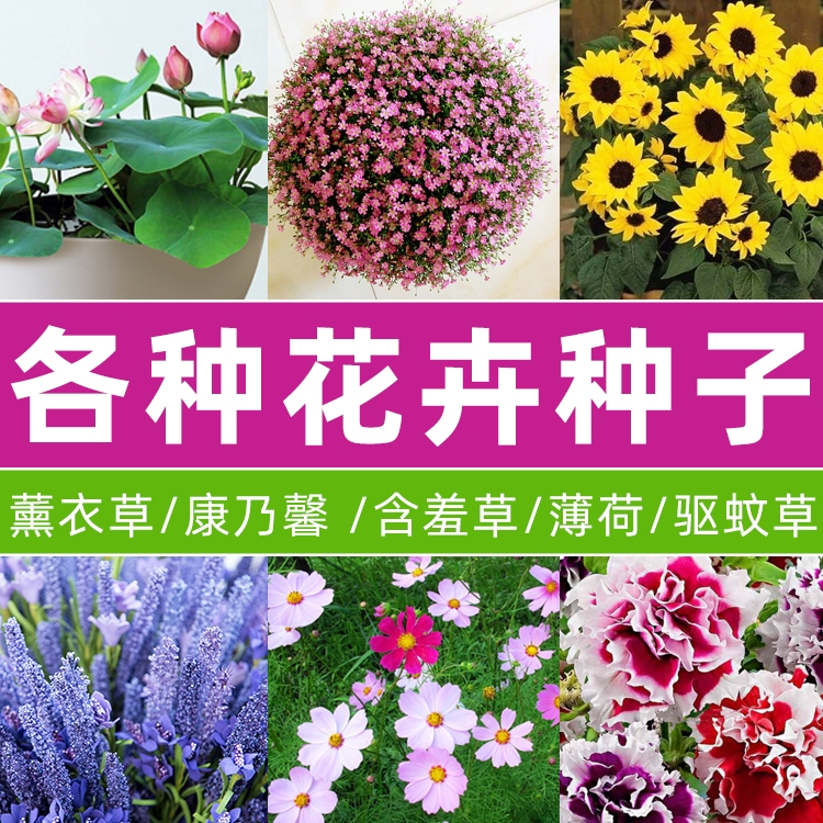 Bowl Lotus Sunflower Full star Lavender seed Seeds Outdoor Indoor outdoor Courtyard Four Seasons Flowering Easy to Live