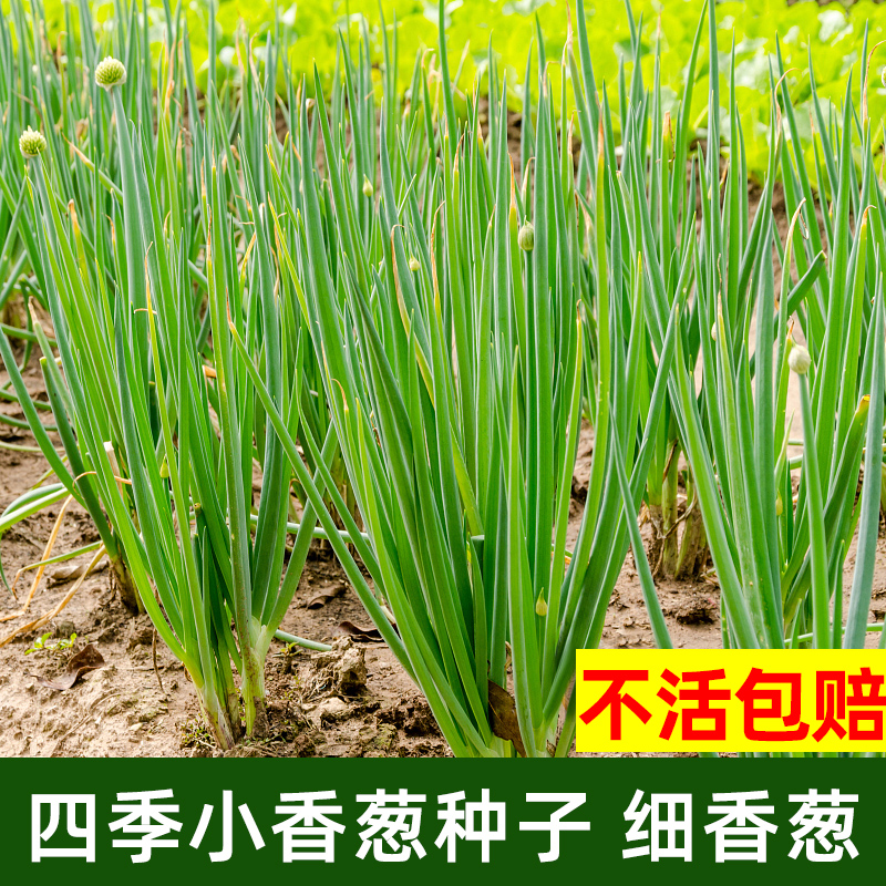 Onion seeds four seasons small shallot seedlings potted balcony planting vegetable seeds larvae vegetable seeds red onion full set of onion pots