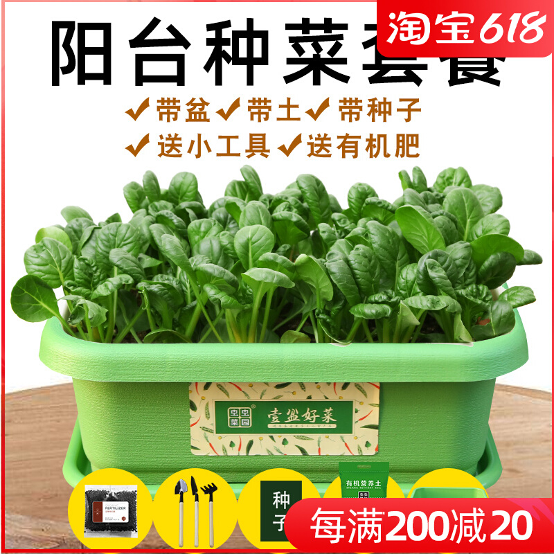Vegetable seed seed Cabbage Rape Scallion Catnip Agaric vegetable Chrysanthemum Hollow Vegetable balcony Vegetable Potted Plant Cultivation