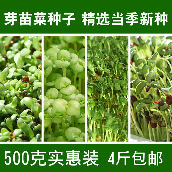 Sprout vegetable seed bean sprout vegetable seed bean seed seed pea seedling tip wheat balcony hydroponic vegetable vegetable on paper