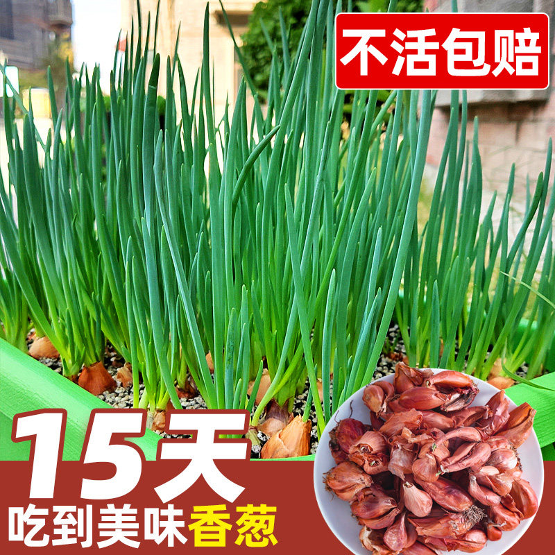 Onion seed onion shallot four seasons shallot seed onion seedling onion seed fire onion Sichuan head fragrant seedling red potted seed