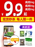 Посадка цветной капусты.