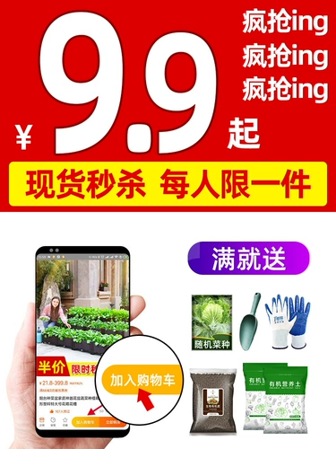 Посадка цветной капусты.