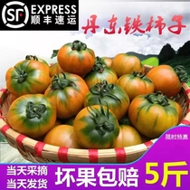 5 pounds of Dandong specialty iron persimmon oil persimmon strawberry persimmon fruit persimmon strawberry tomato iron persimmon