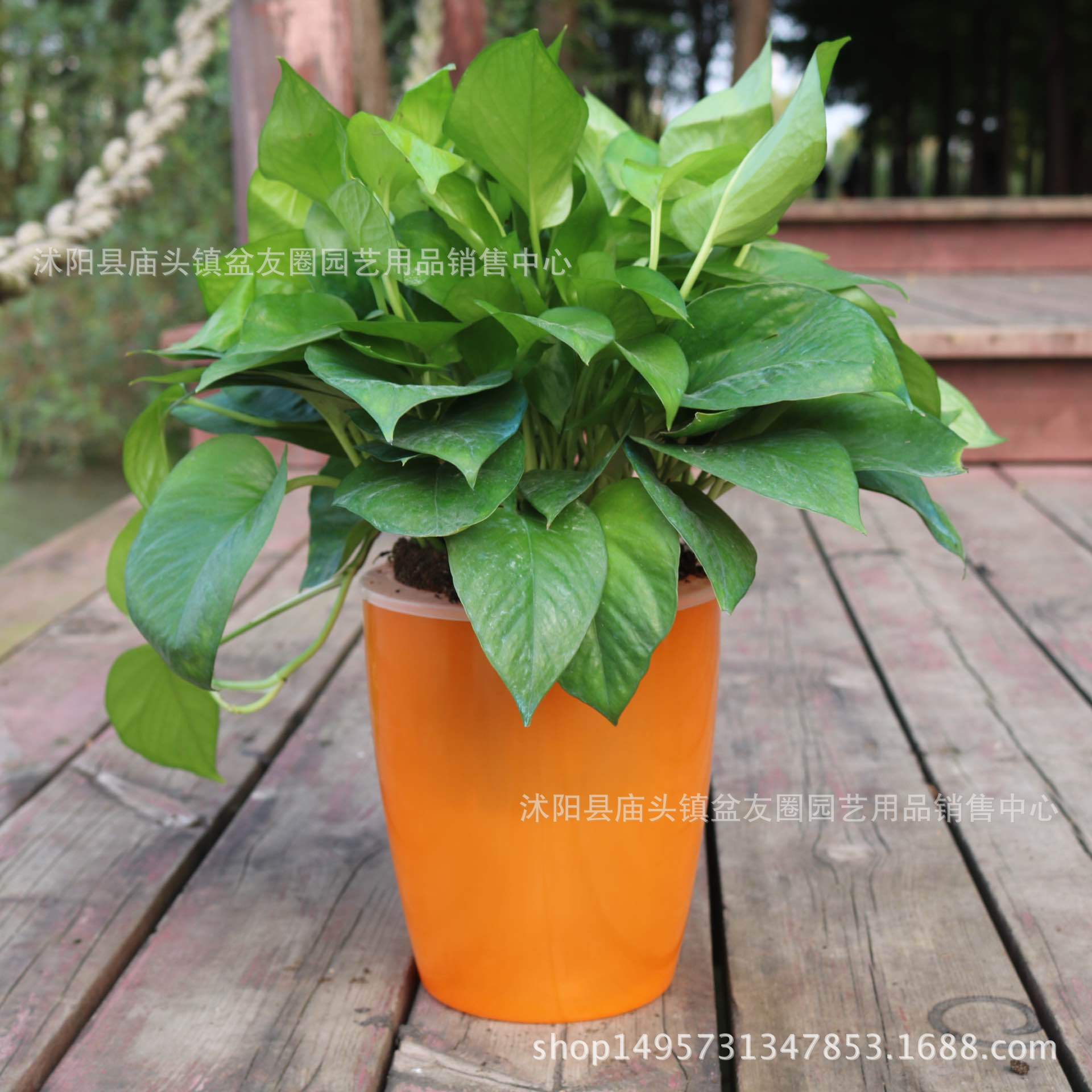 新款仿陶瓷懒人花盆室内自动吸水双层花盆特大