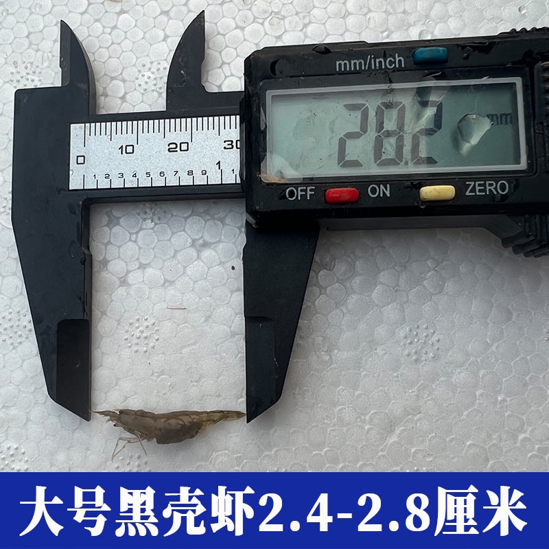 黑壳虾活体广东次日达：养虾新手必看攻略，轻松打造迷你水族箱！