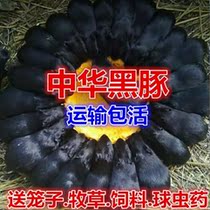 Black-guinea black Zhonghua bred pet to send cage pasture grass feed