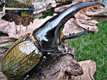 Long-dent bites DHH Large-sized lineage larvae (beetle insect education)