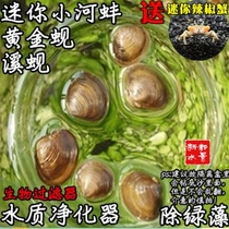 Fish tank straw cylinder small river mussel frescoes other than algae snails small besnail gold Shell mussels clams.