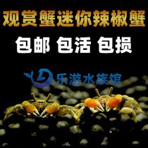 Pet Phate Crab Mini Chili Peppers For Leopard Point Freshwater Eating Bug Algae Removal Algae Tool Ornamental Crab Living Package