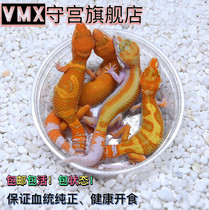 Reptiles BAO WELN WATCH THE PALACE LOVELY NIGHT FAT TAIL CILIARY GOALKEEPER LIZARD ALTERNATIVE PETS ENTRY-LEVEL YOUNG BODY