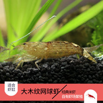 Filter Aquatic Grass Vat Tool Shrimp Tennis Shrimp Fresh Water Ornamental Red Wood Grain Shrimp Pet Living lumps Shrimp Except Silk Algae