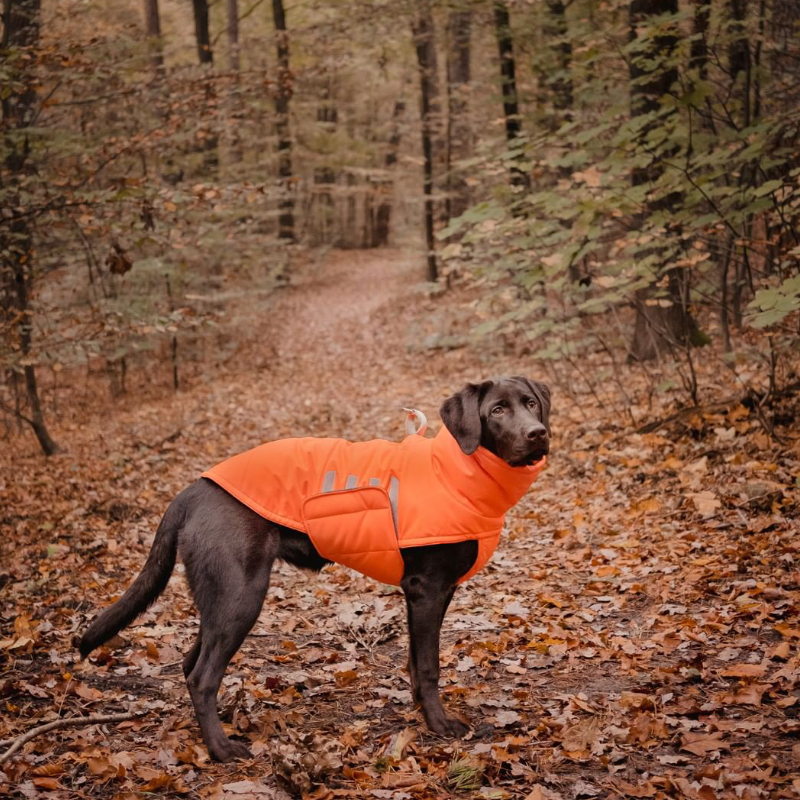 Yukon trench coat German imported Cloud7 dog coat warm windproof waterproof adjustable petisan