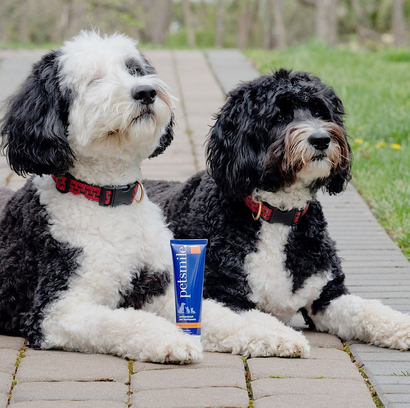 Pet Oral Care Toothpaste Petsmile American Import Natural Dogs Puppies Cat Petisan